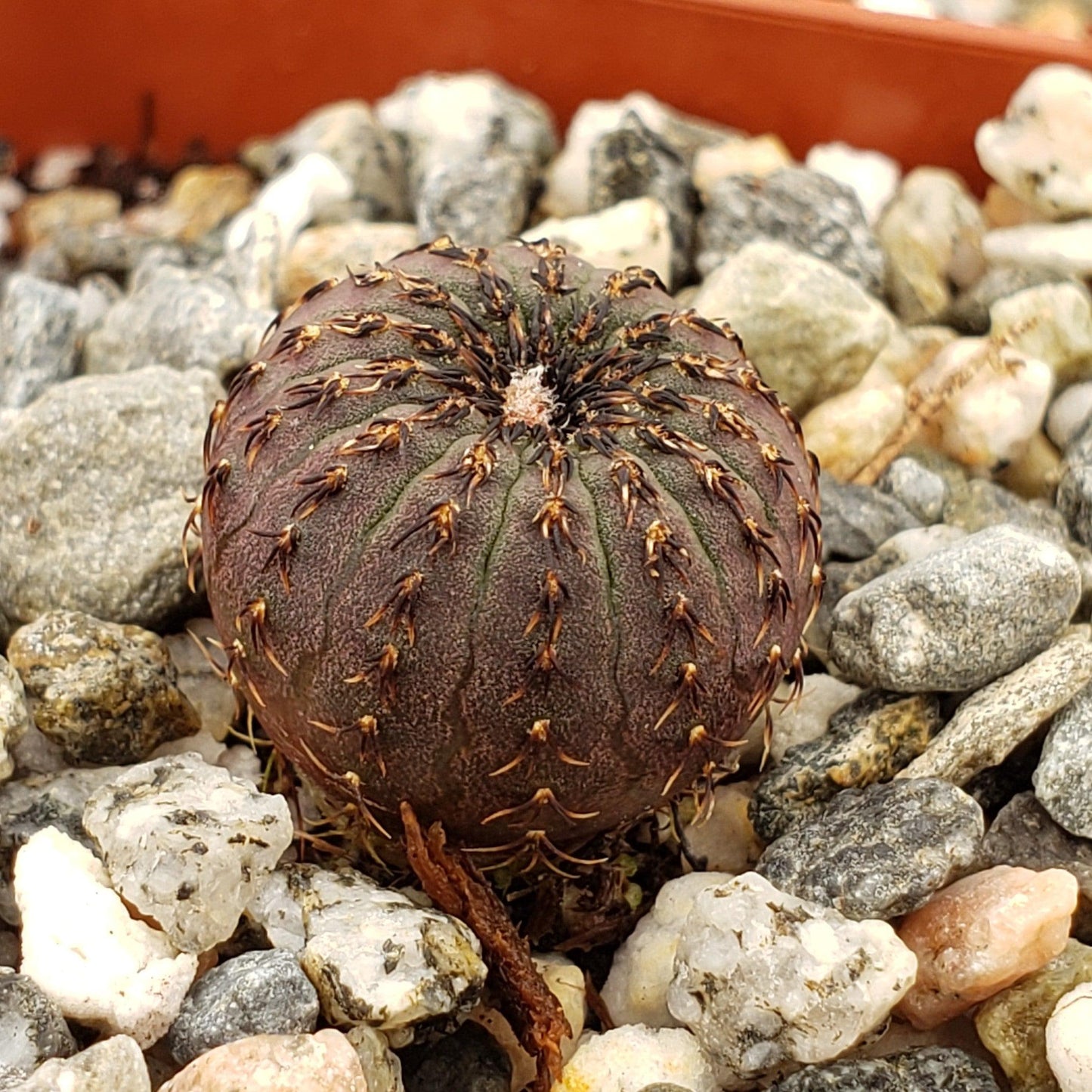 Frailea castanea