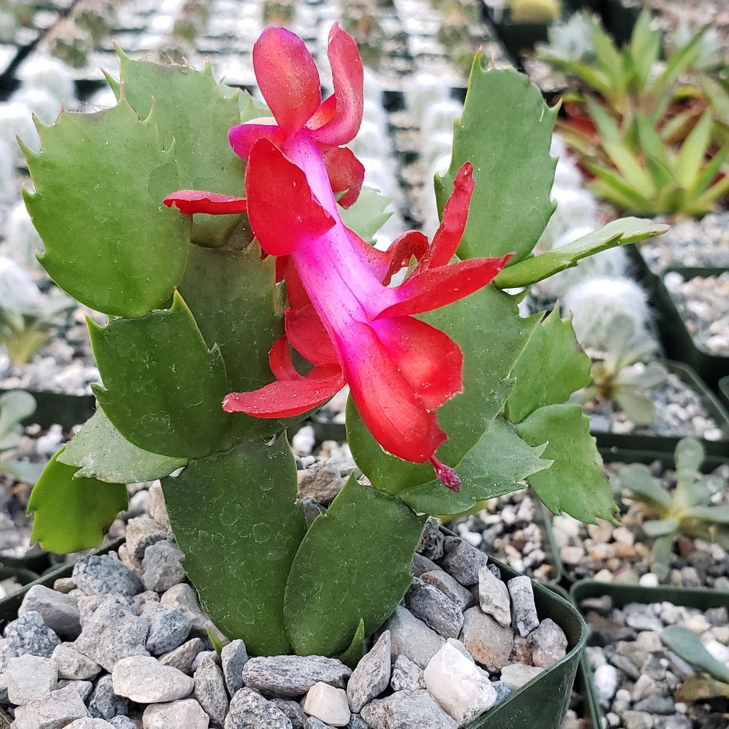 Red Thanksgiving Cactus 'Schlumbergera truncata'