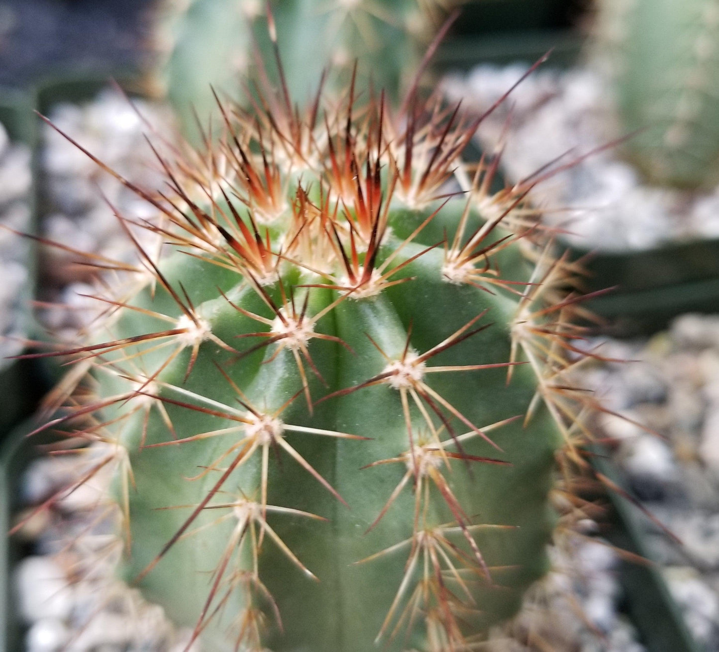 Echinocereus ochoterenae