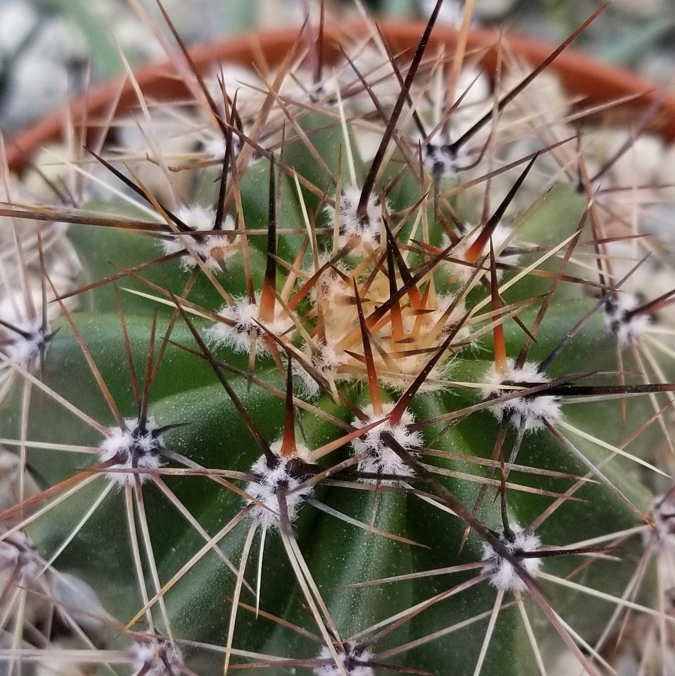 Saguaro Cactus 'Carnegiea gigantea'