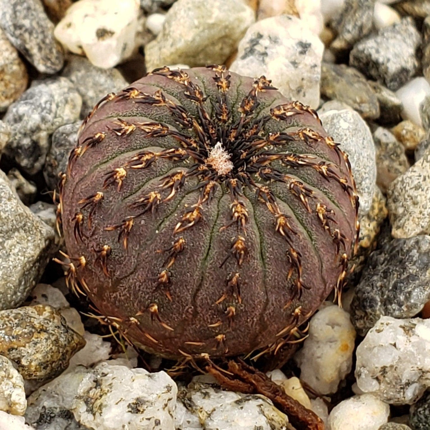 Frailea castanea