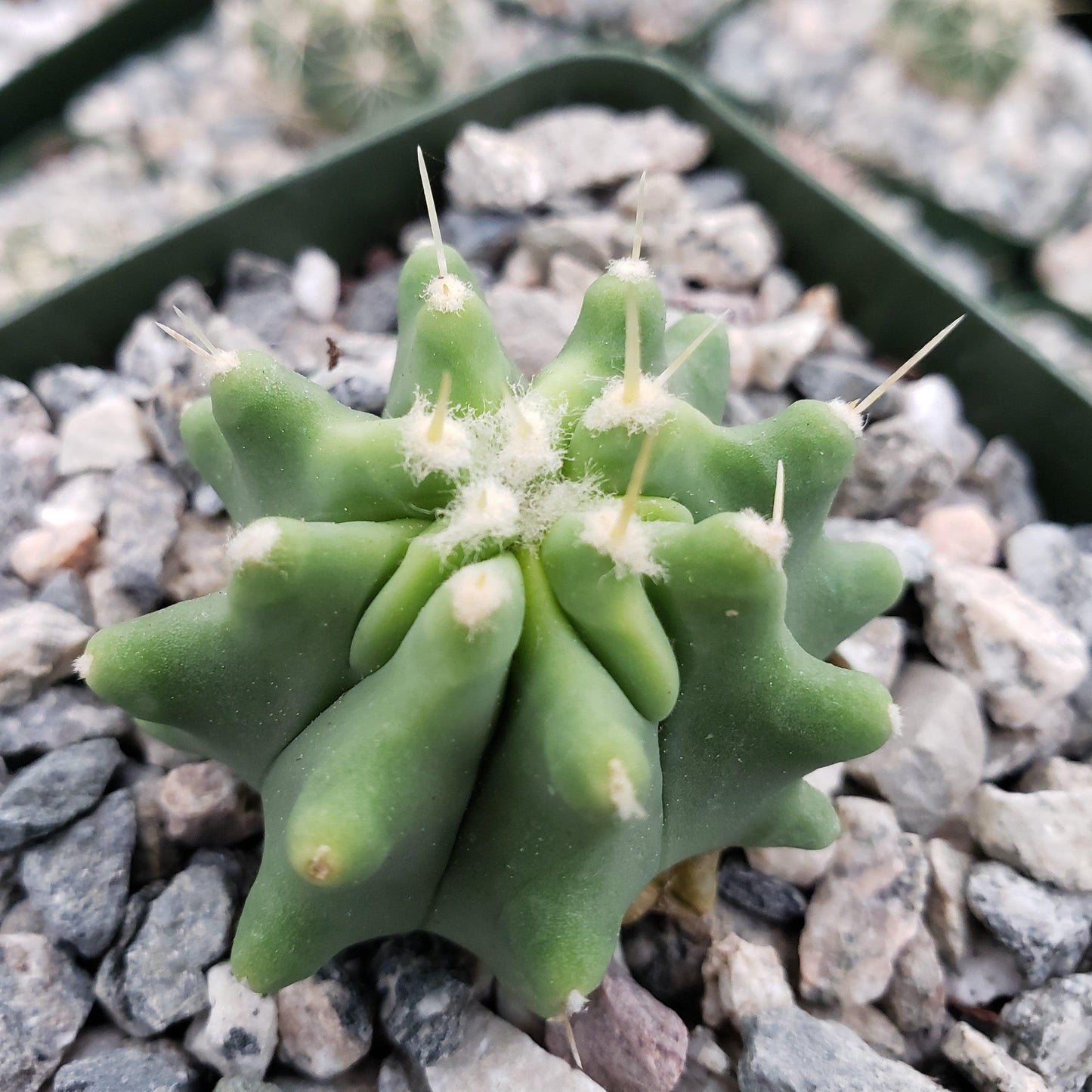 Ferocactus glaucescens 'inermis'