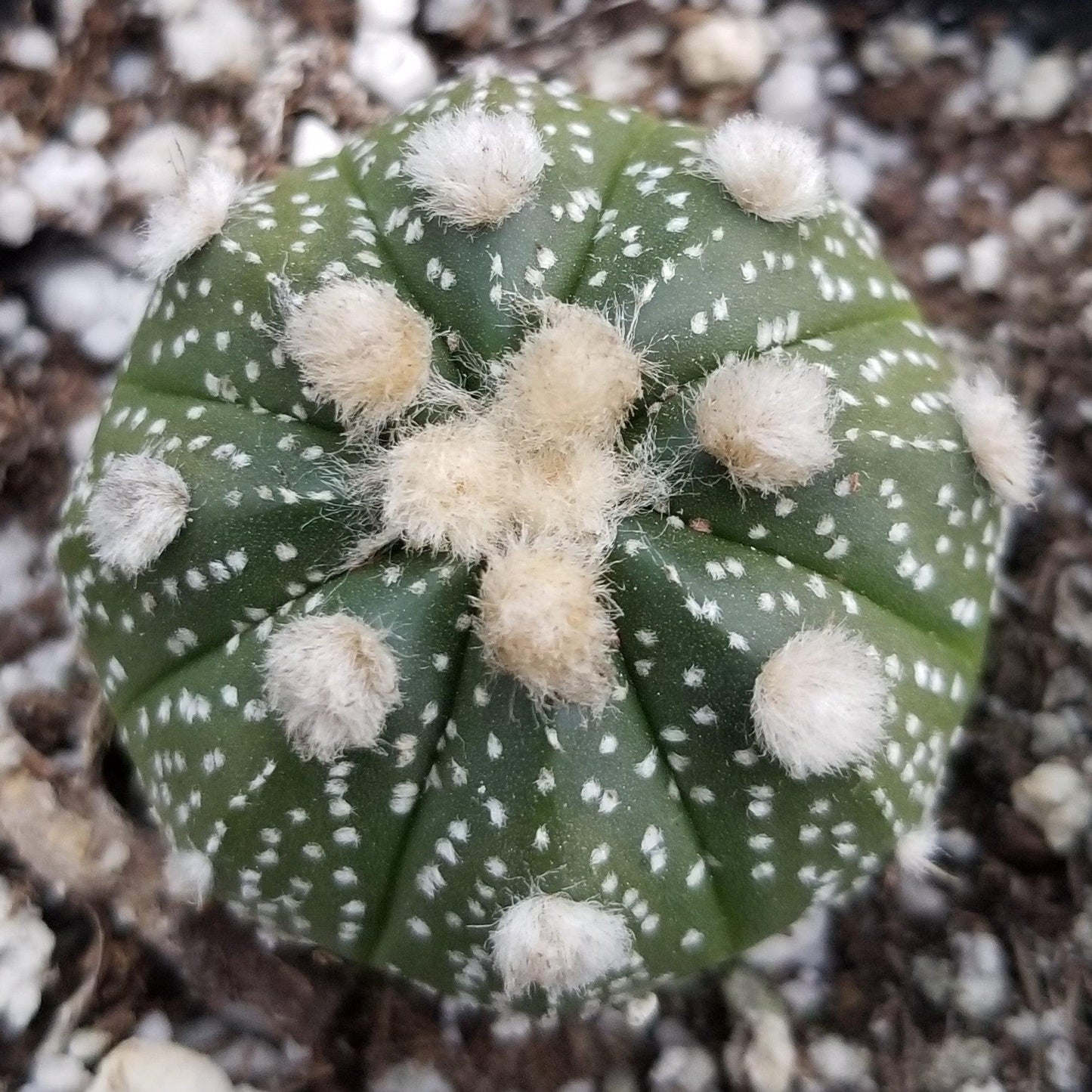 Sand Dollar Cactus 'Astrophytum asterias'
