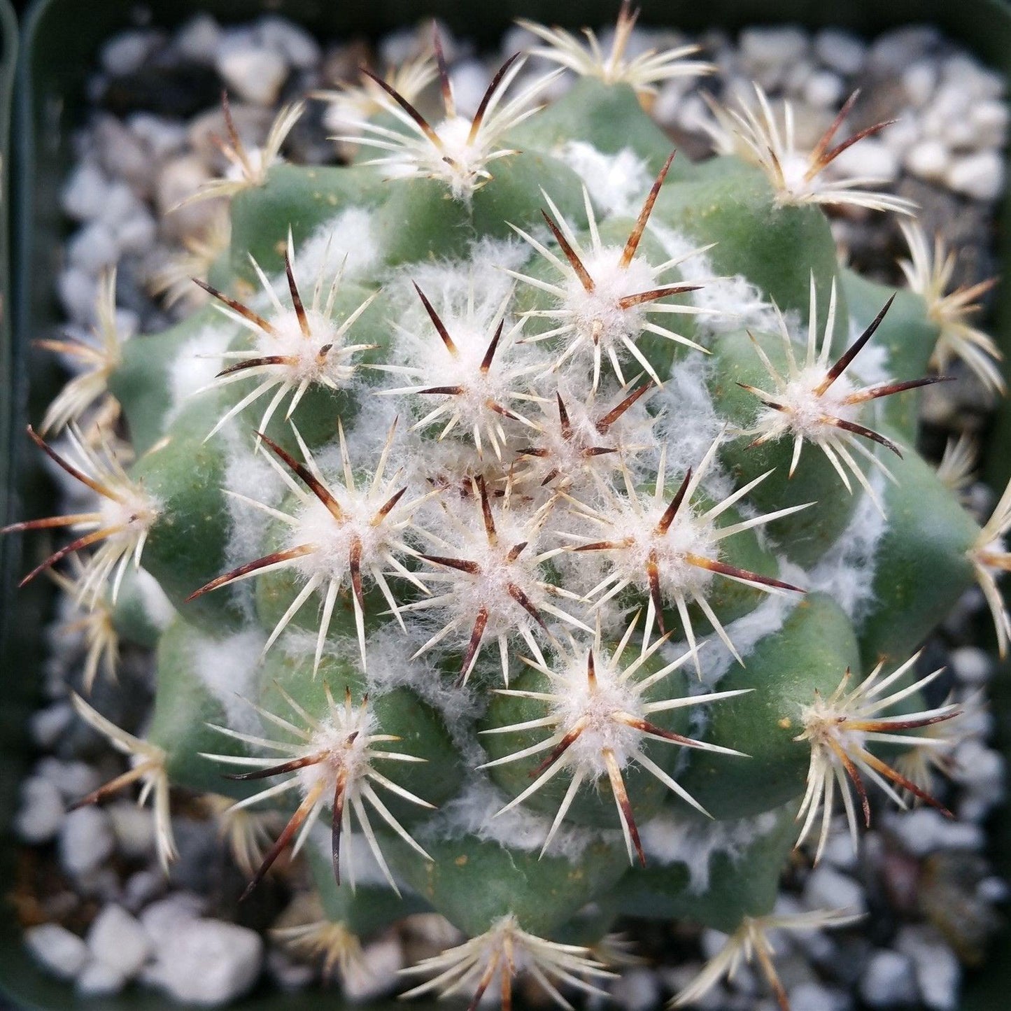 Coryphantha calipensis