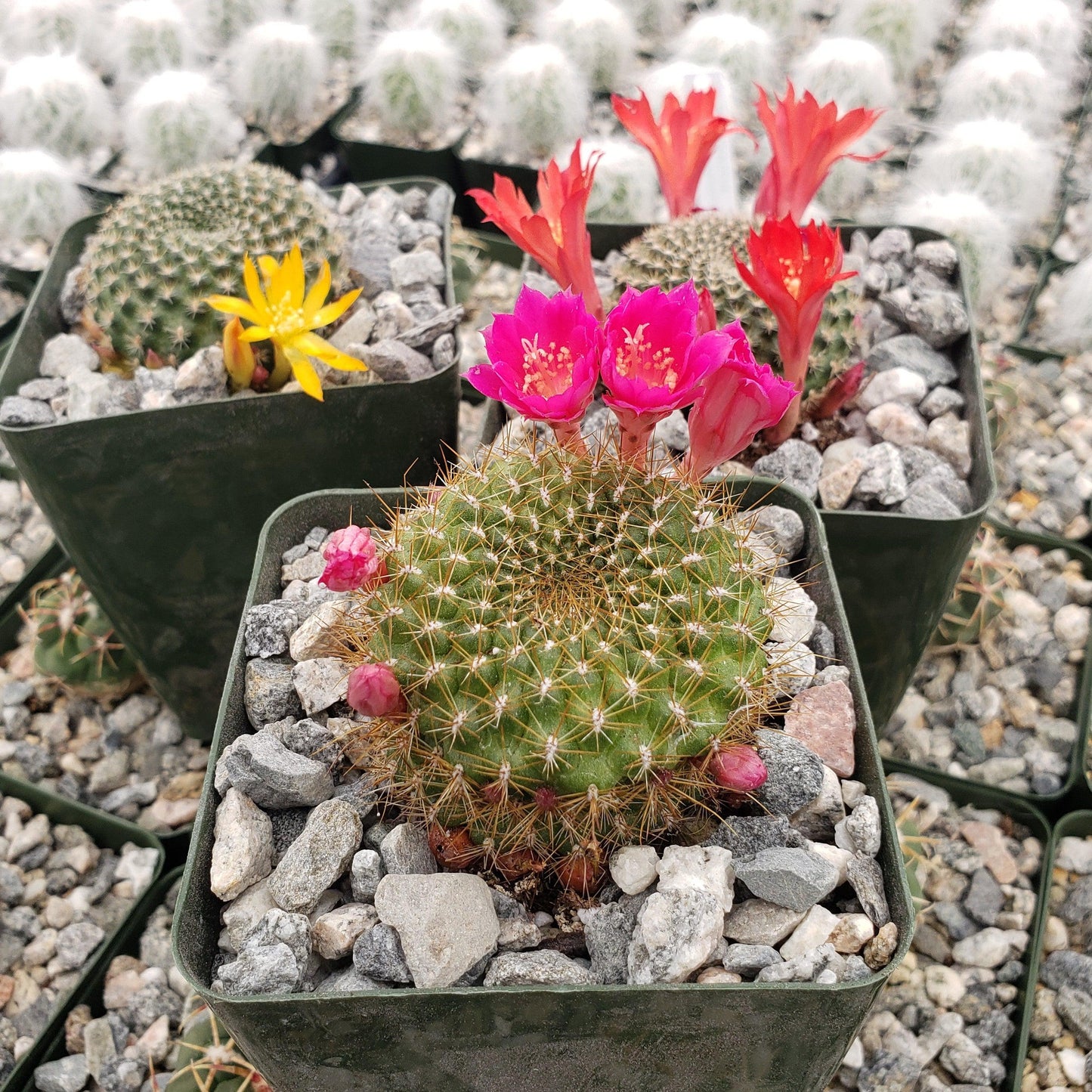 Rebutia minuscula