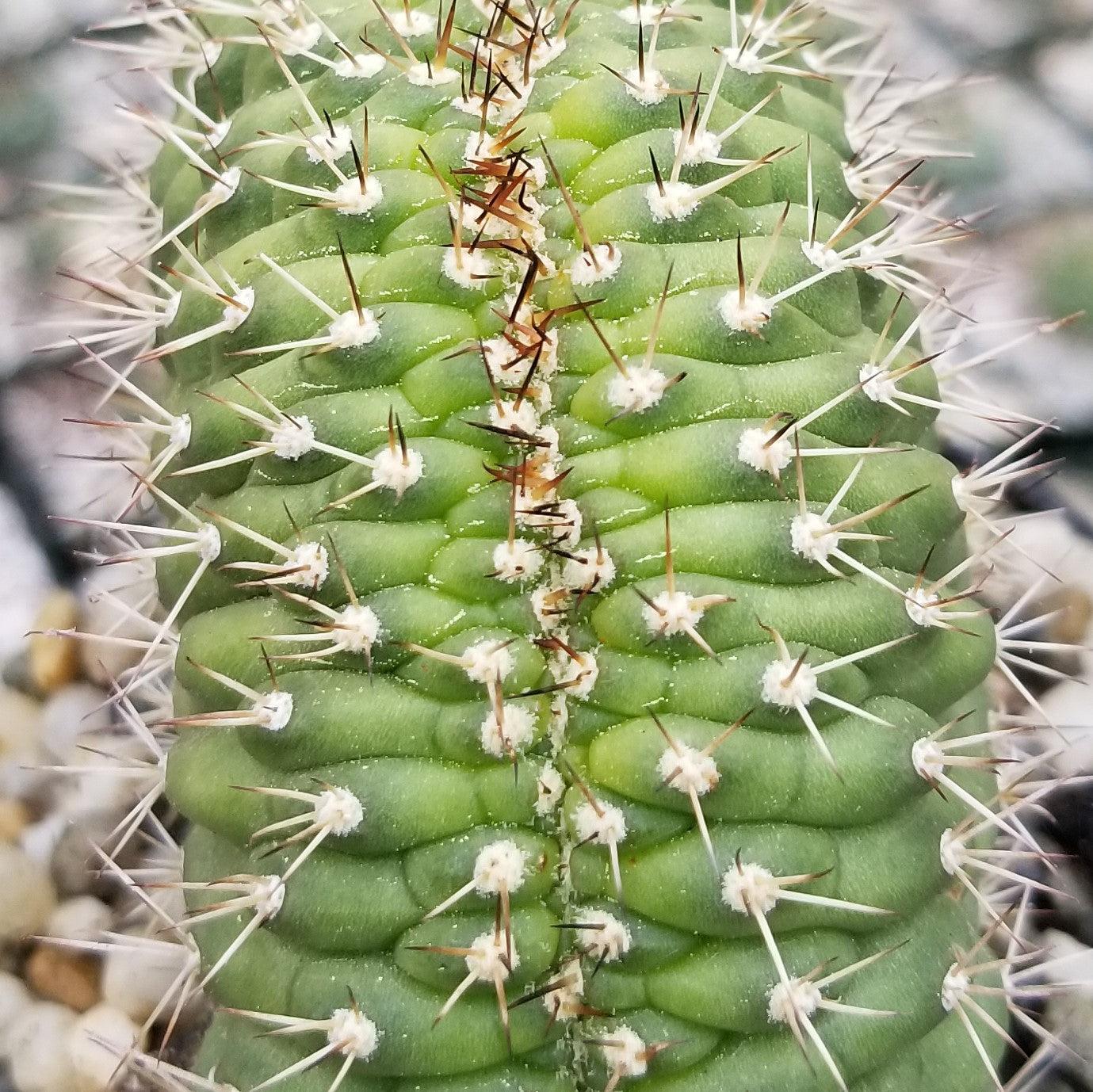Trichocereus thelegonus Cristata