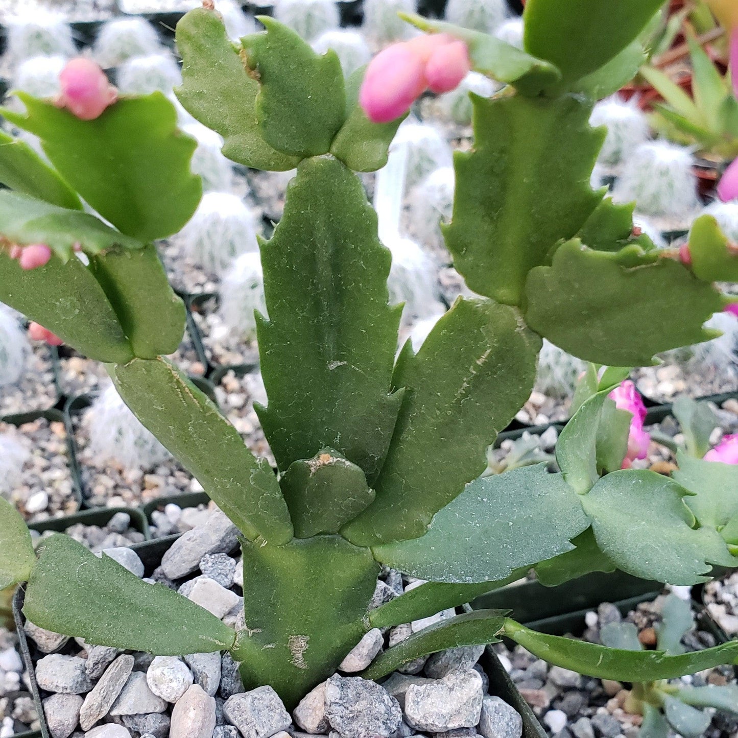 Red Thanksgiving Cactus 'Schlumbergera truncata'