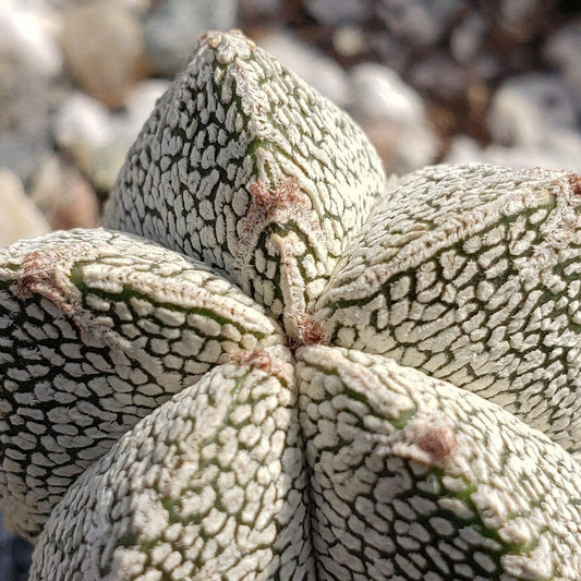 Astrophytum onzuka