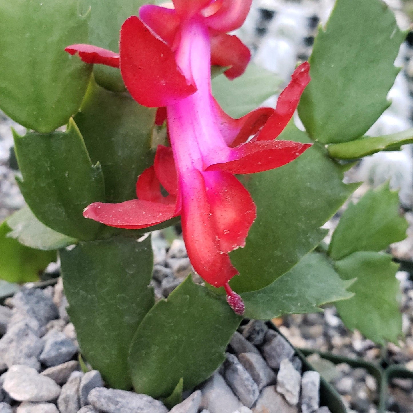 Red Thanksgiving Cactus 'Schlumbergera truncata'