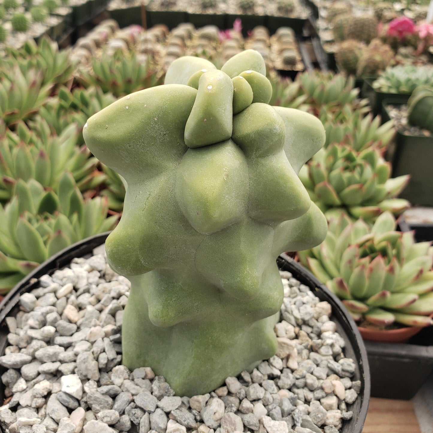 Totem Pole Cactus 'Pachycereus schottii 'monstrosus'