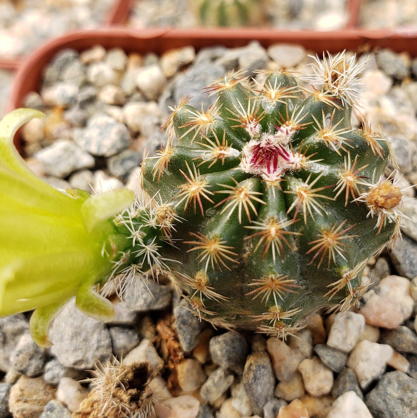Echinocereus viridiflorus montanus