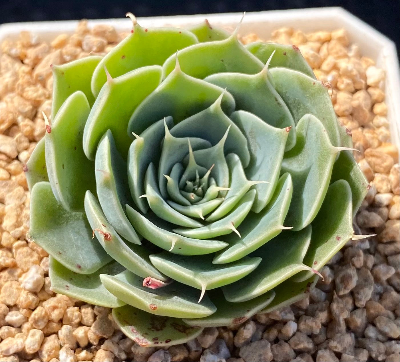 Echeveria sky rose