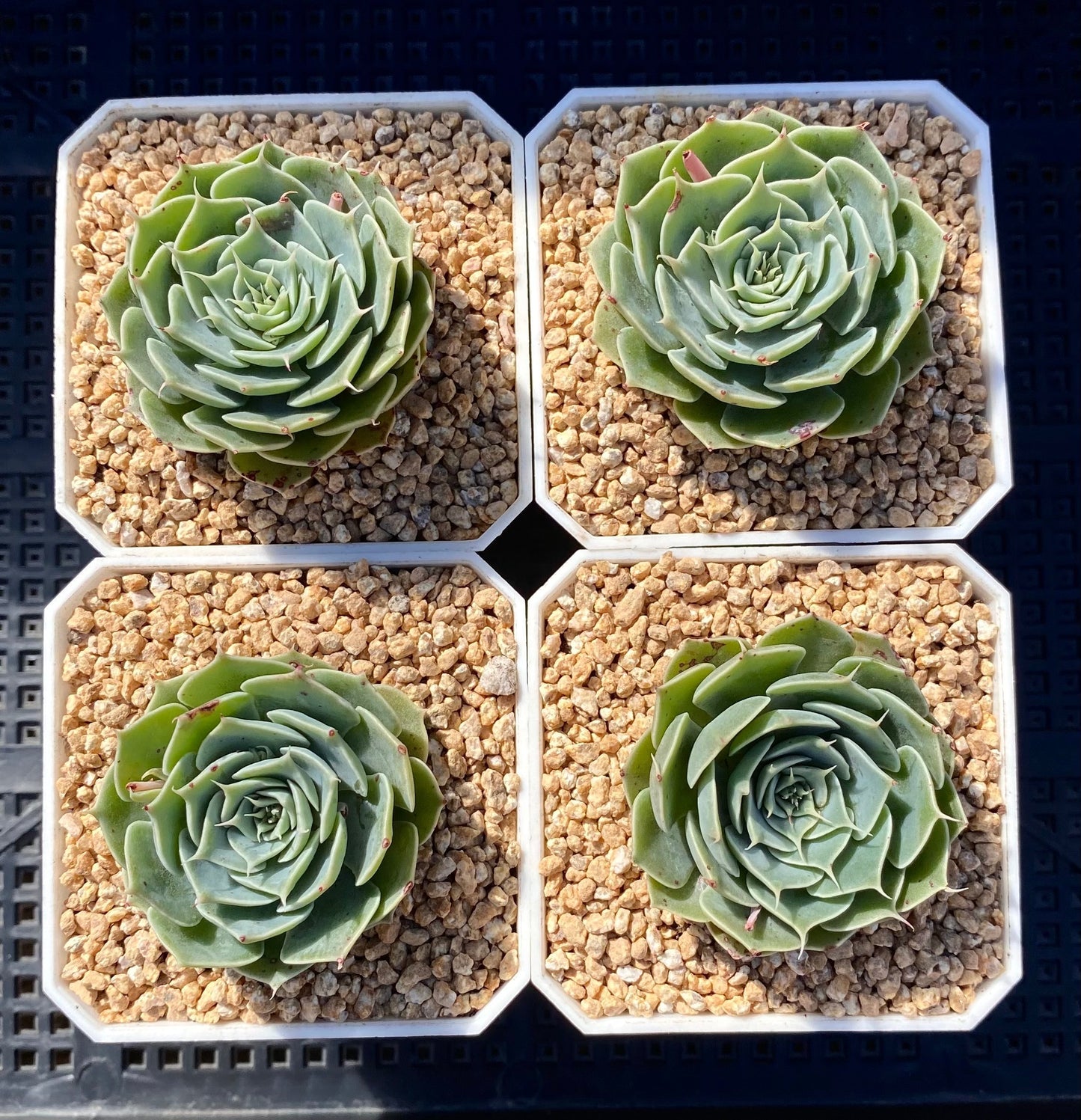 Echeveria sky rose