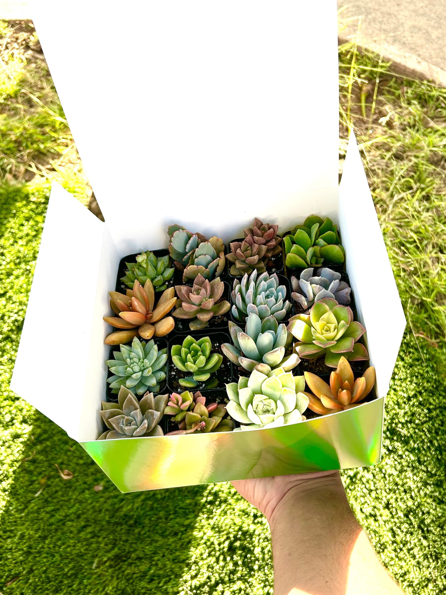Succulent Gift Box - 16 Succulents Variety Pack
