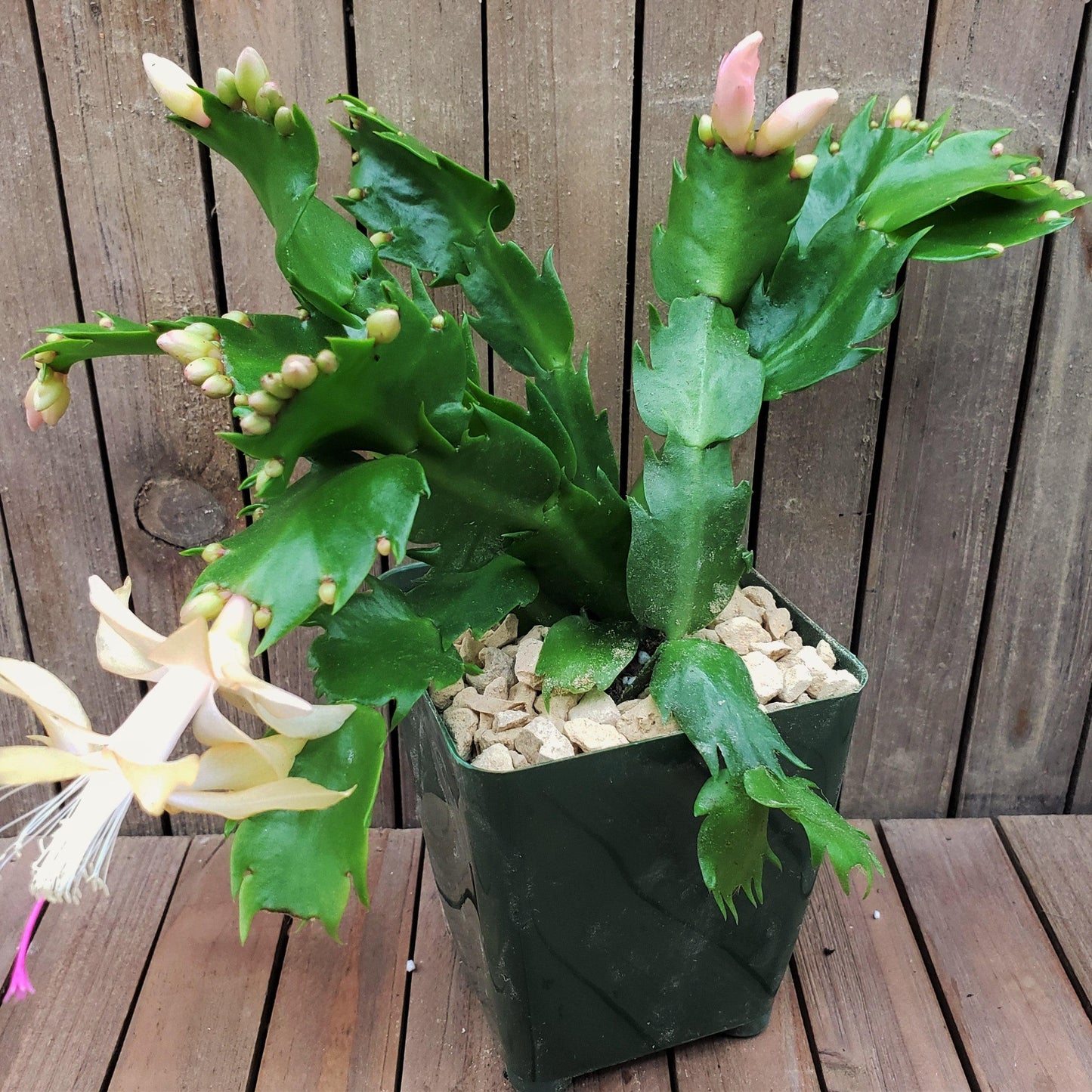 White Thanksgiving Cactus 'Schlumbergera truncata'