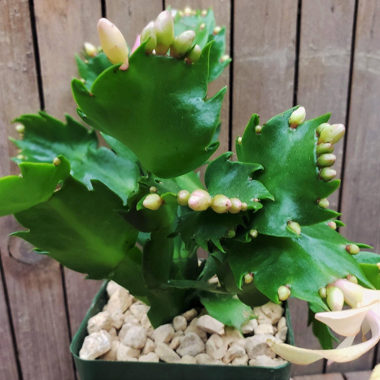 White Thanksgiving Cactus 'Schlumbergera truncata'