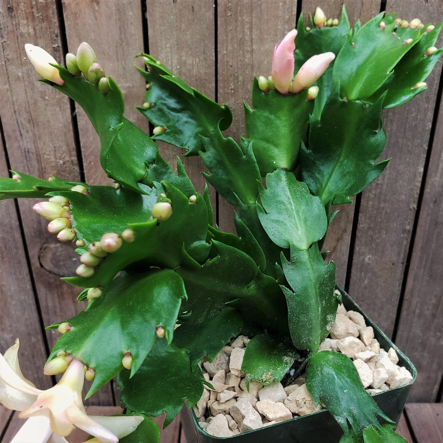 White Thanksgiving Cactus 'Schlumbergera truncata'