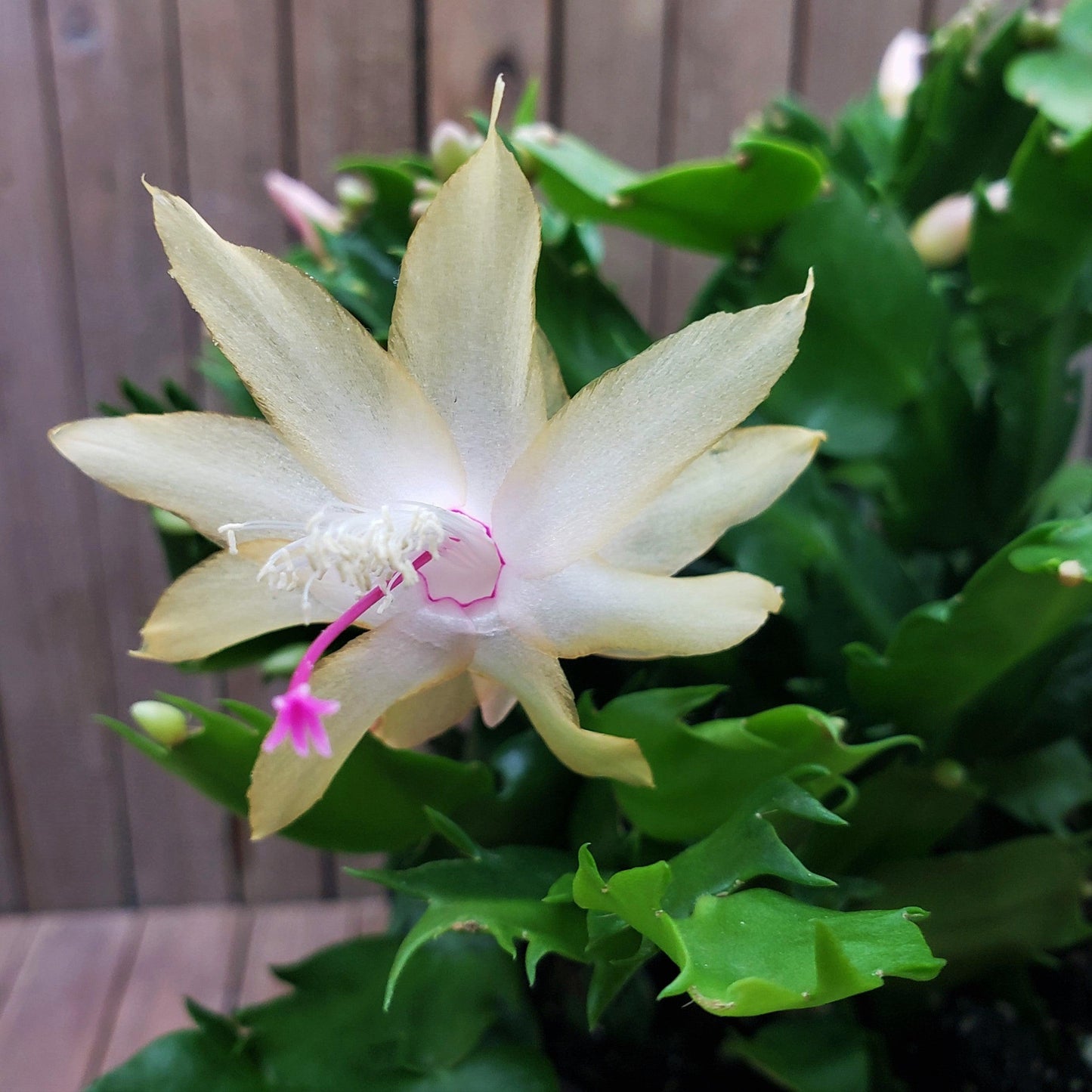 White Thanksgiving Cactus 'Schlumbergera truncata'