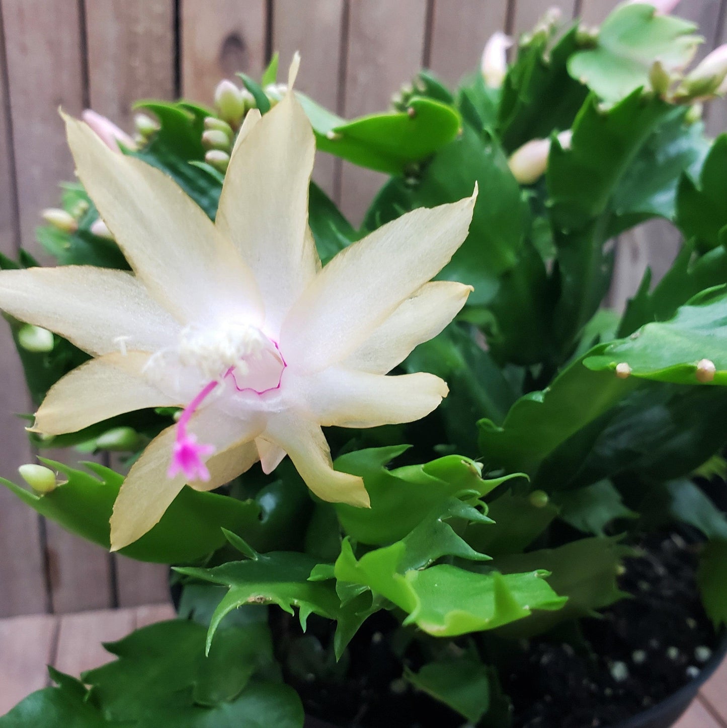 White Thanksgiving Cactus 'Schlumbergera truncata'