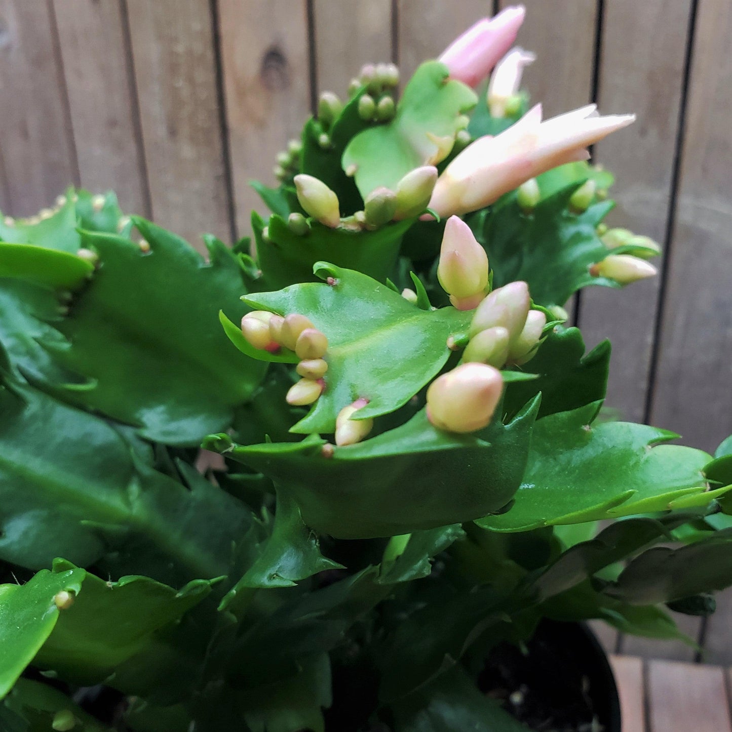White Thanksgiving Cactus 'Schlumbergera truncata'