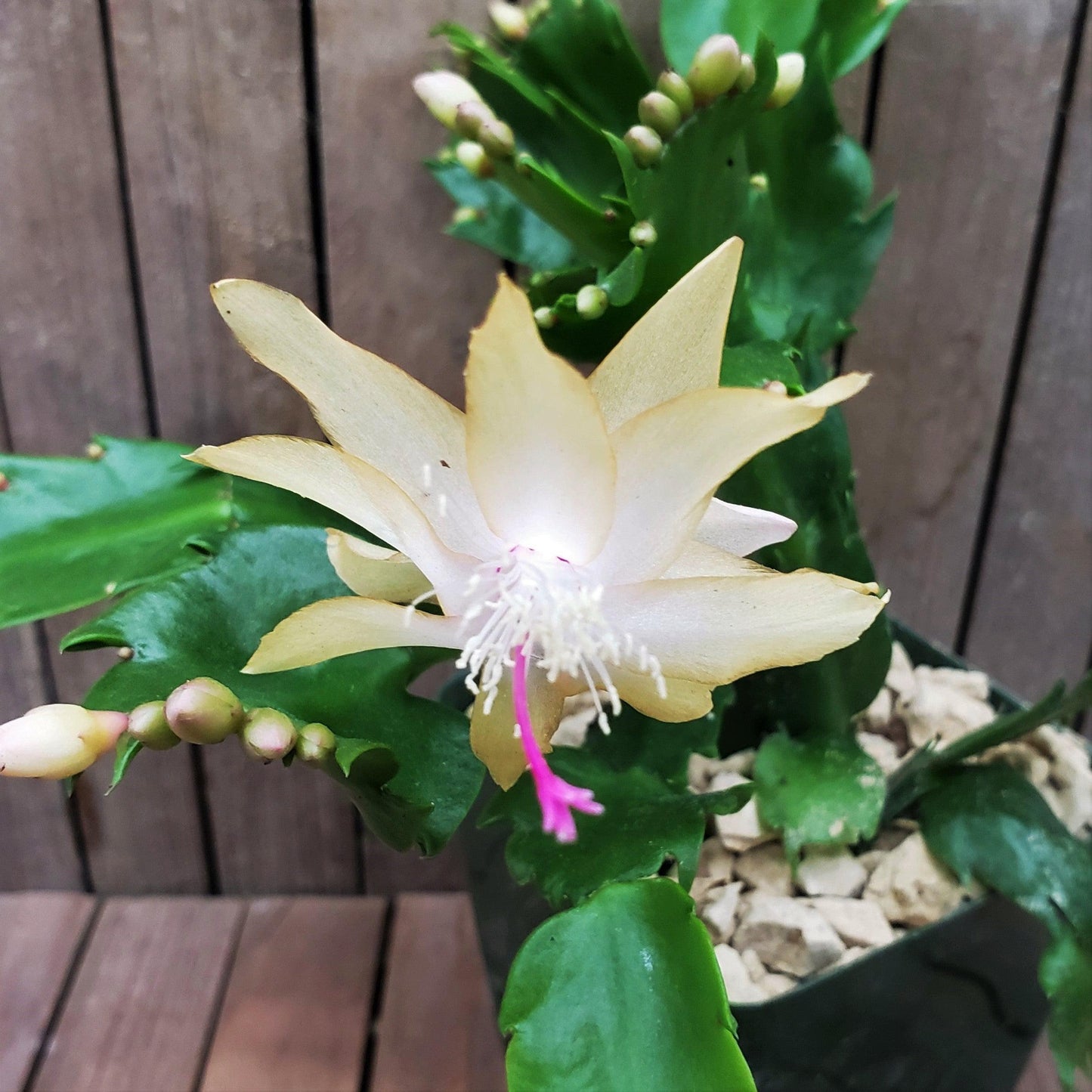 White Thanksgiving Cactus 'Schlumbergera truncata'