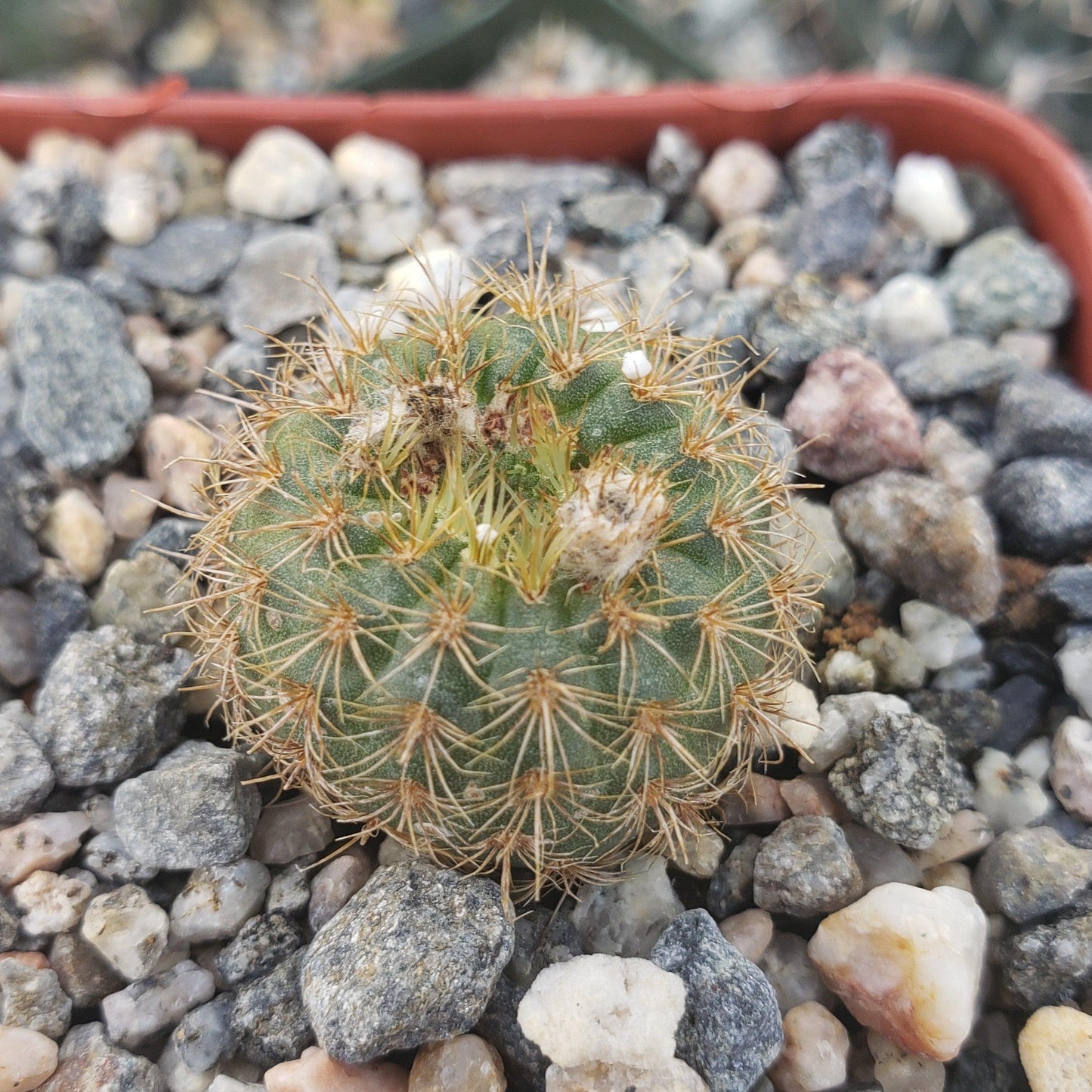 Frailea heliosa