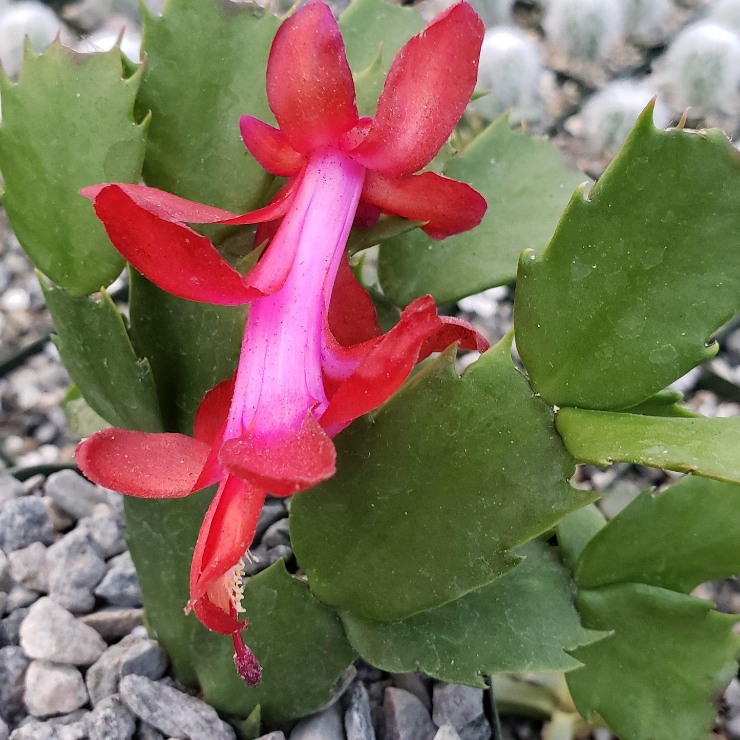 Red Thanksgiving Cactus 'Schlumbergera truncata'