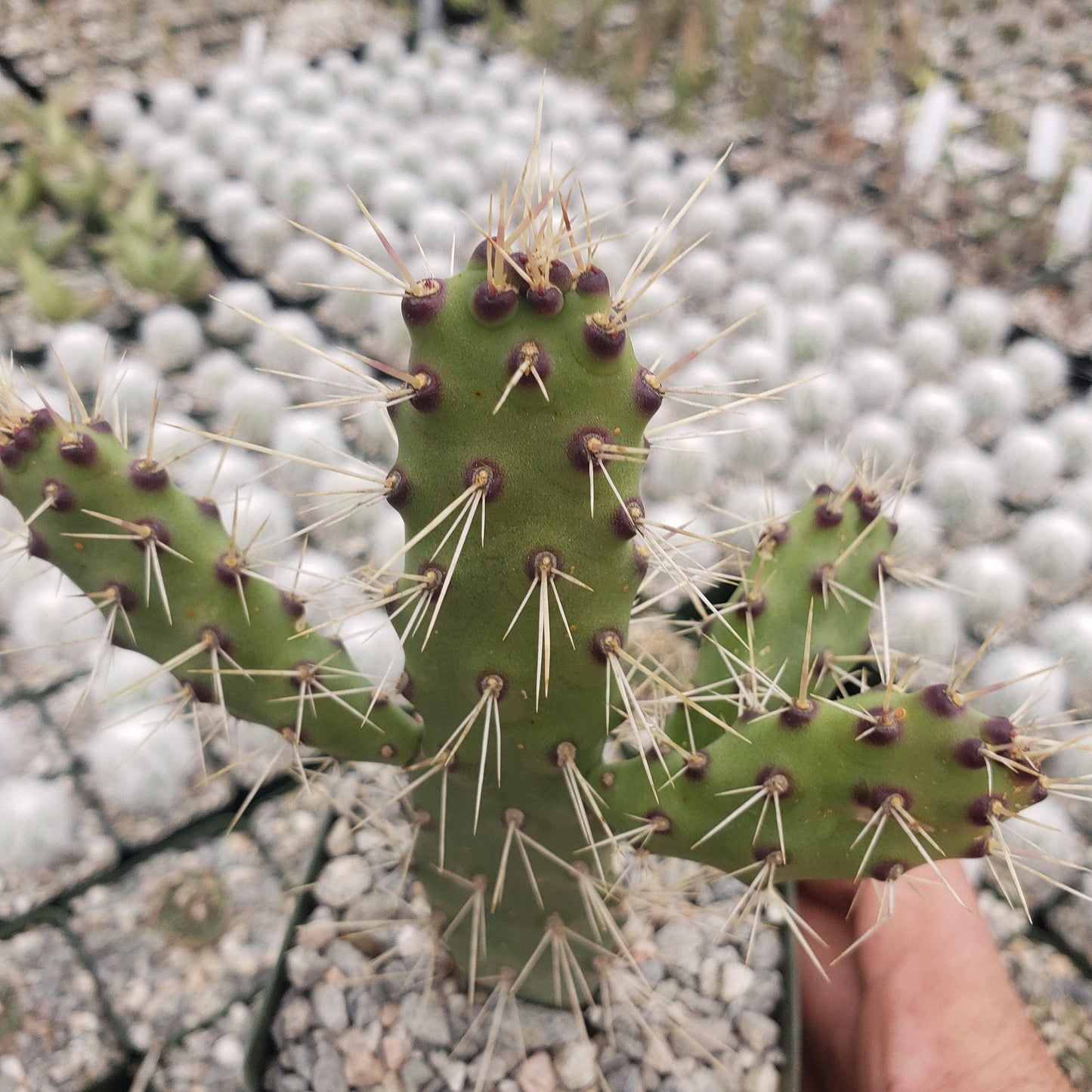 Opuntia consolea falcata