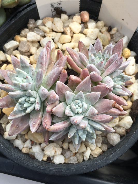 Dudleya greenei/white sprite