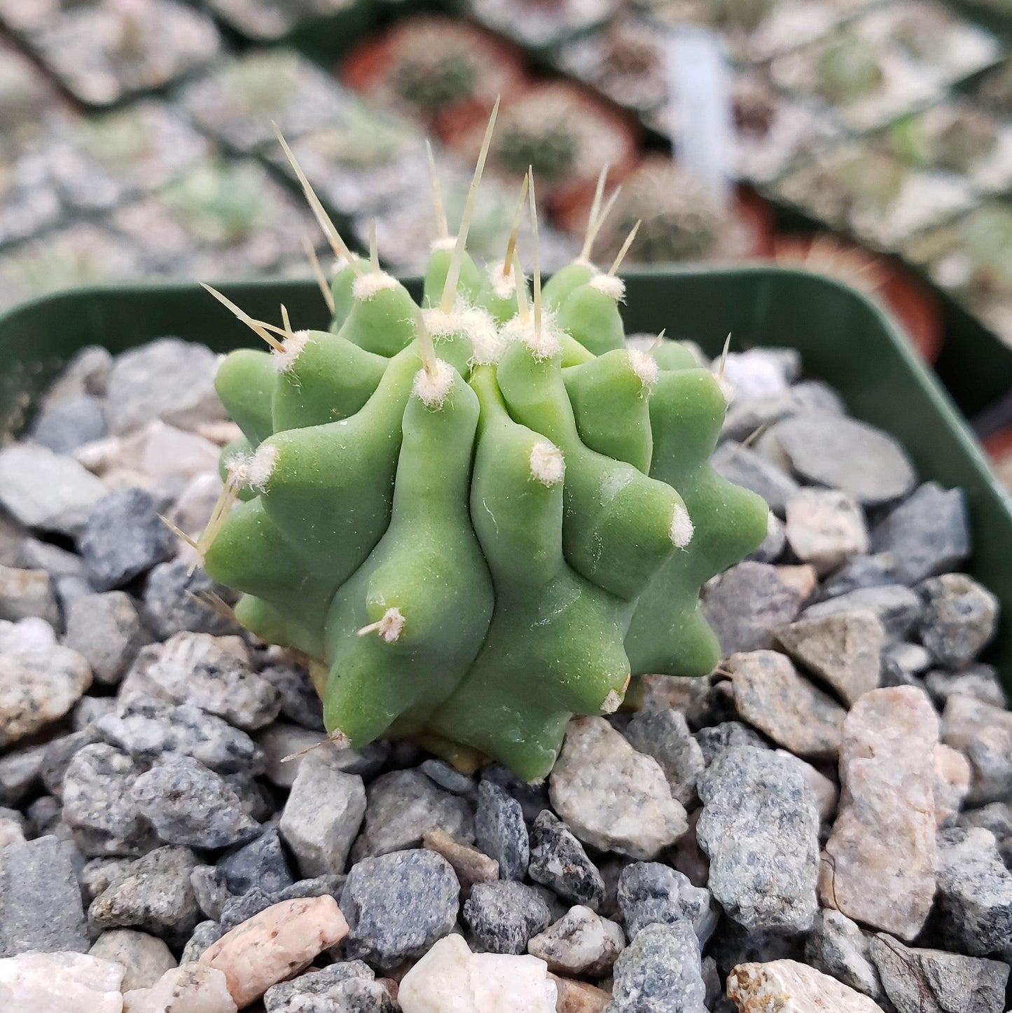 Ferocactus glaucescens 'inermis'