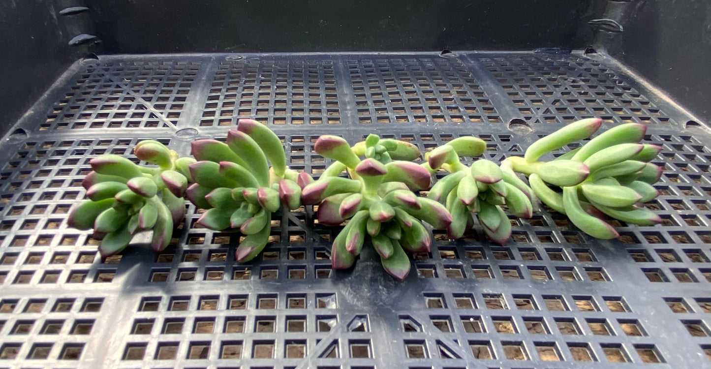 Echeveria macdougallii CUTTING