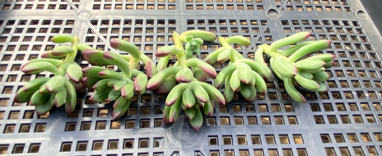 Echeveria macdougallii CUTTING