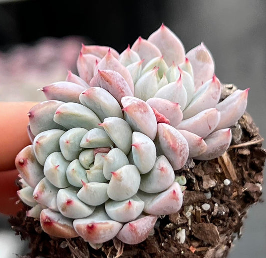 Echeveria white line