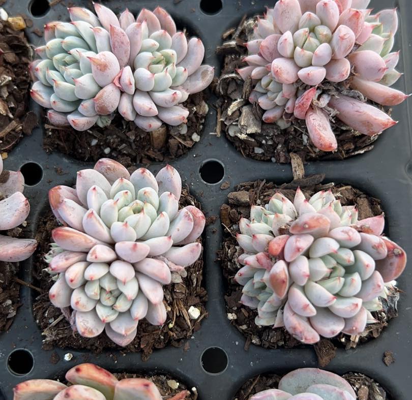 Echeveria white line