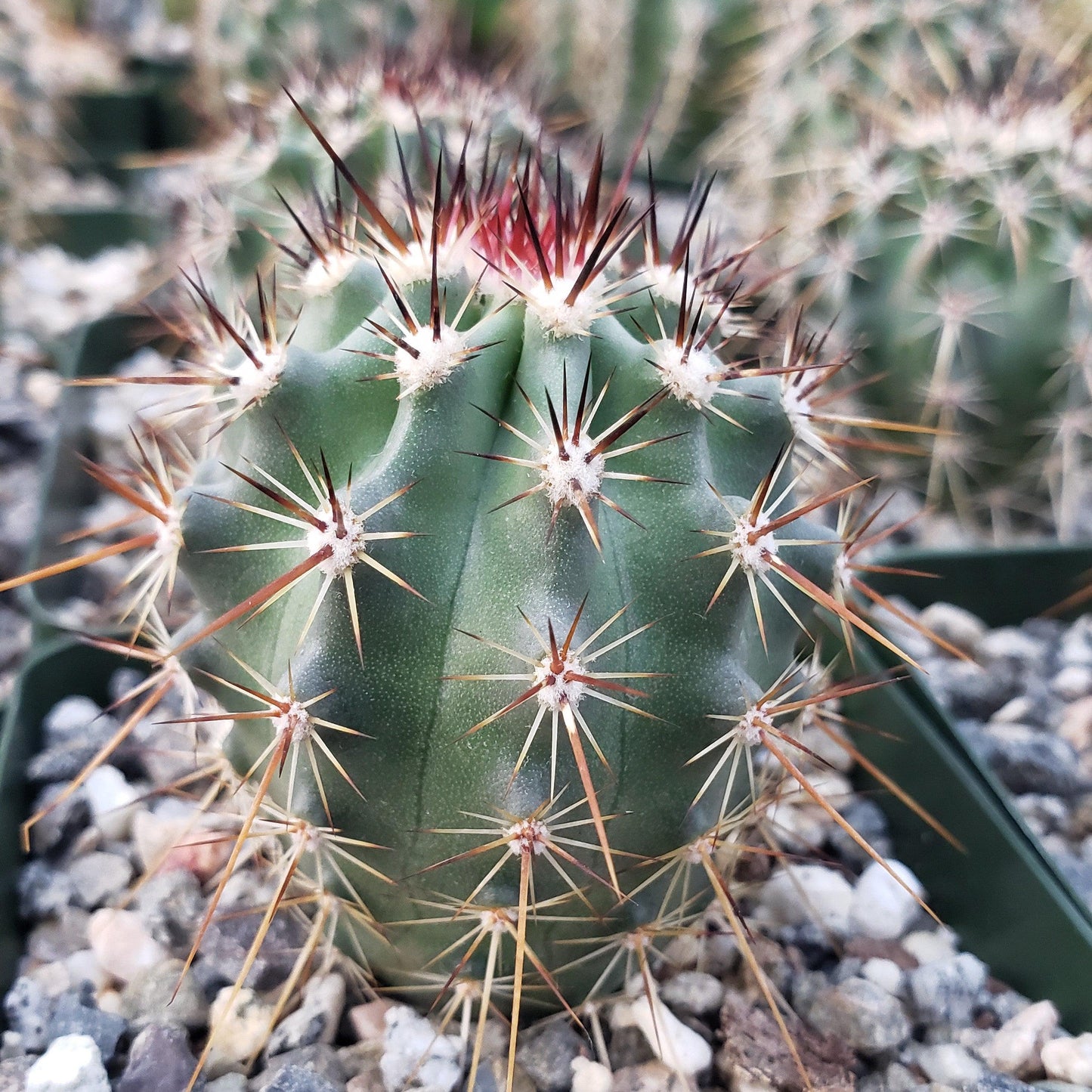 Echinocereus ferreirianus