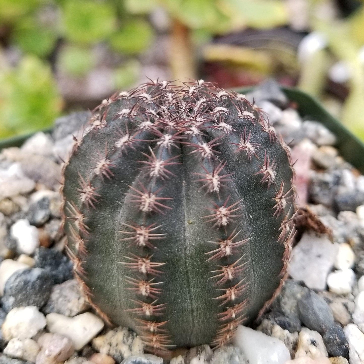 Lobivia amblayensis