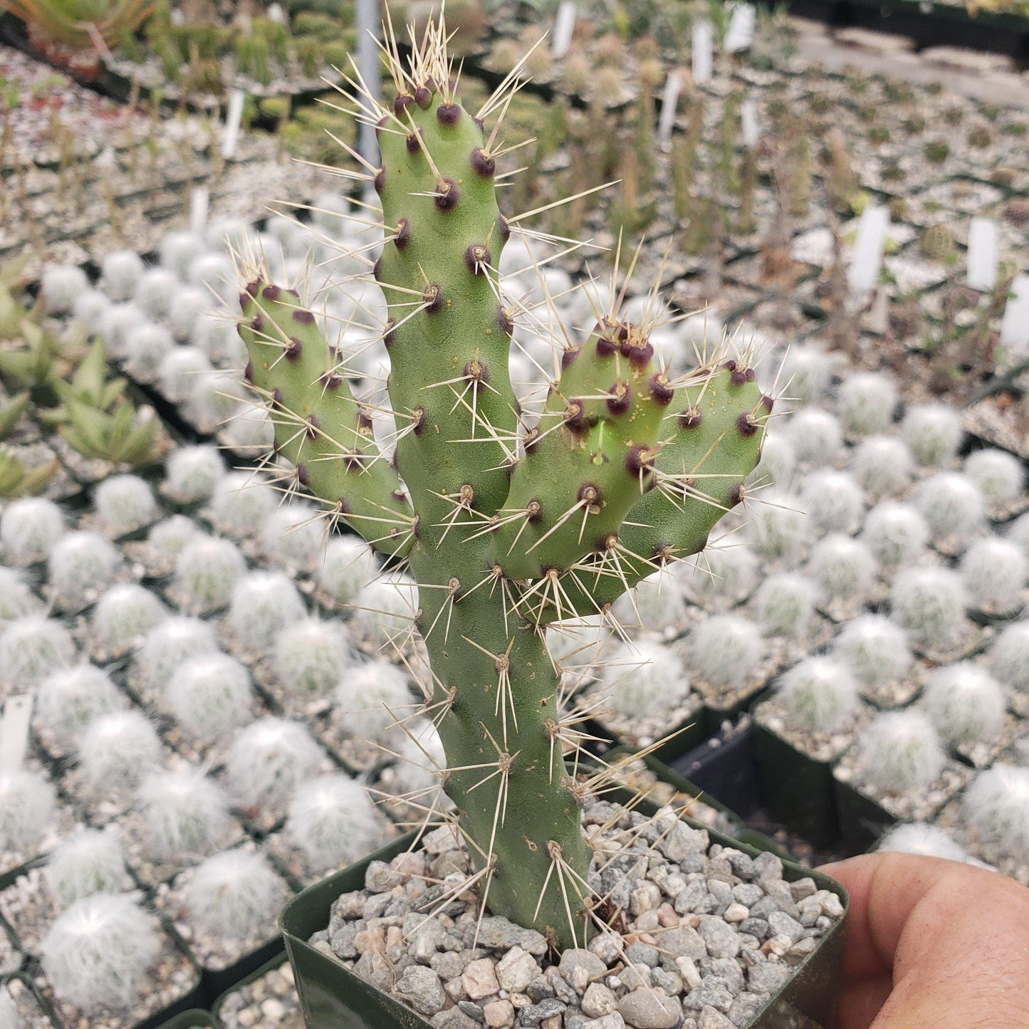 Opuntia consolea falcata