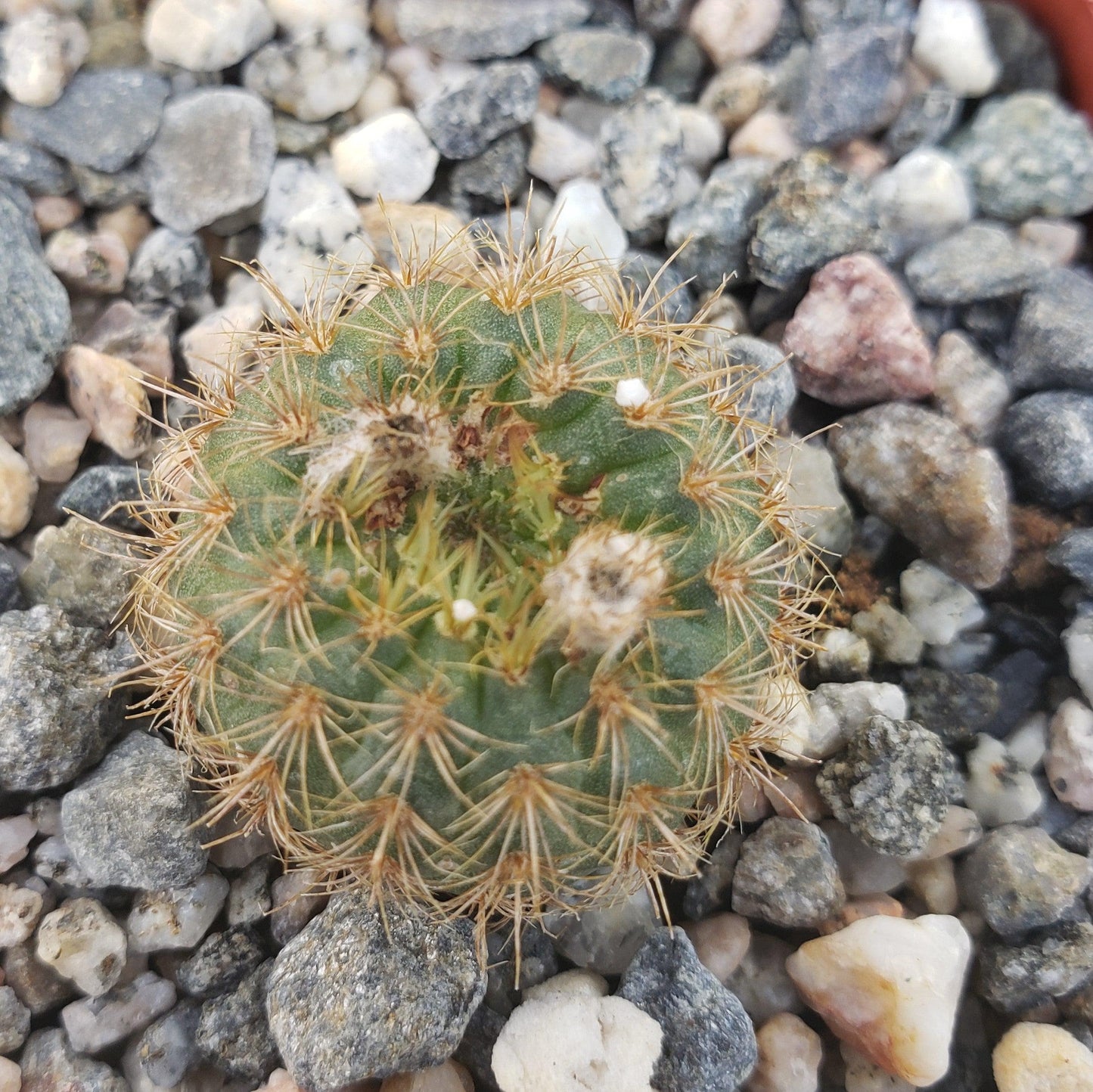 Frailea heliosa