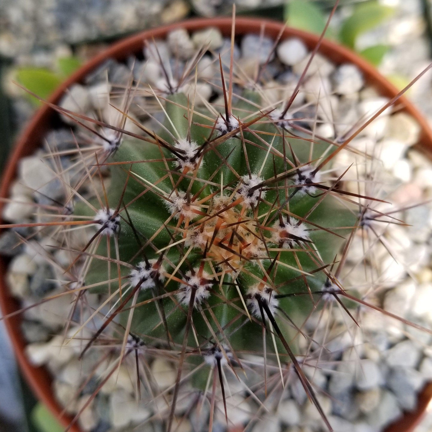 Saguaro Cactus 'Carnegiea gigantea'