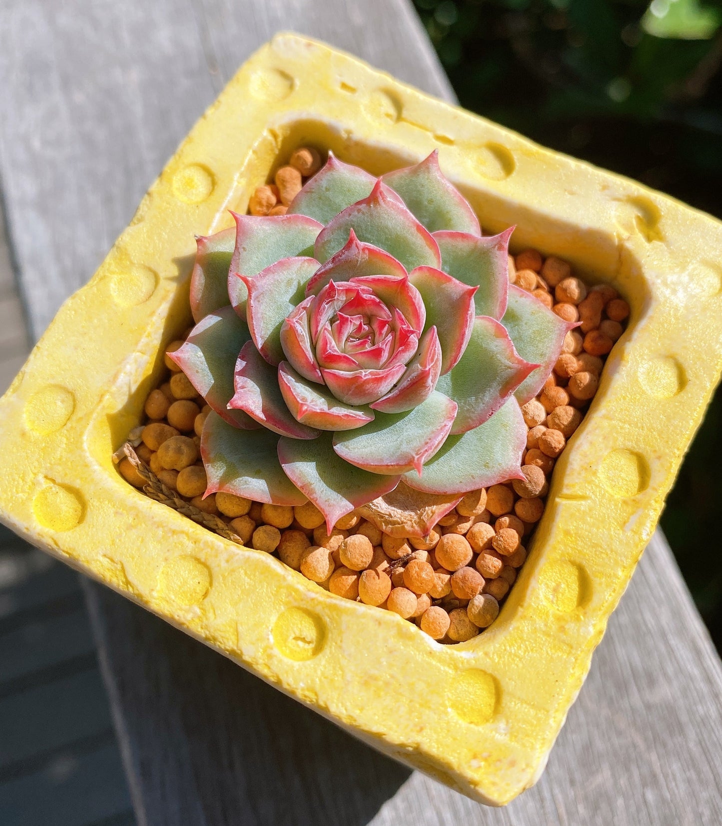 Echeveria silhouette