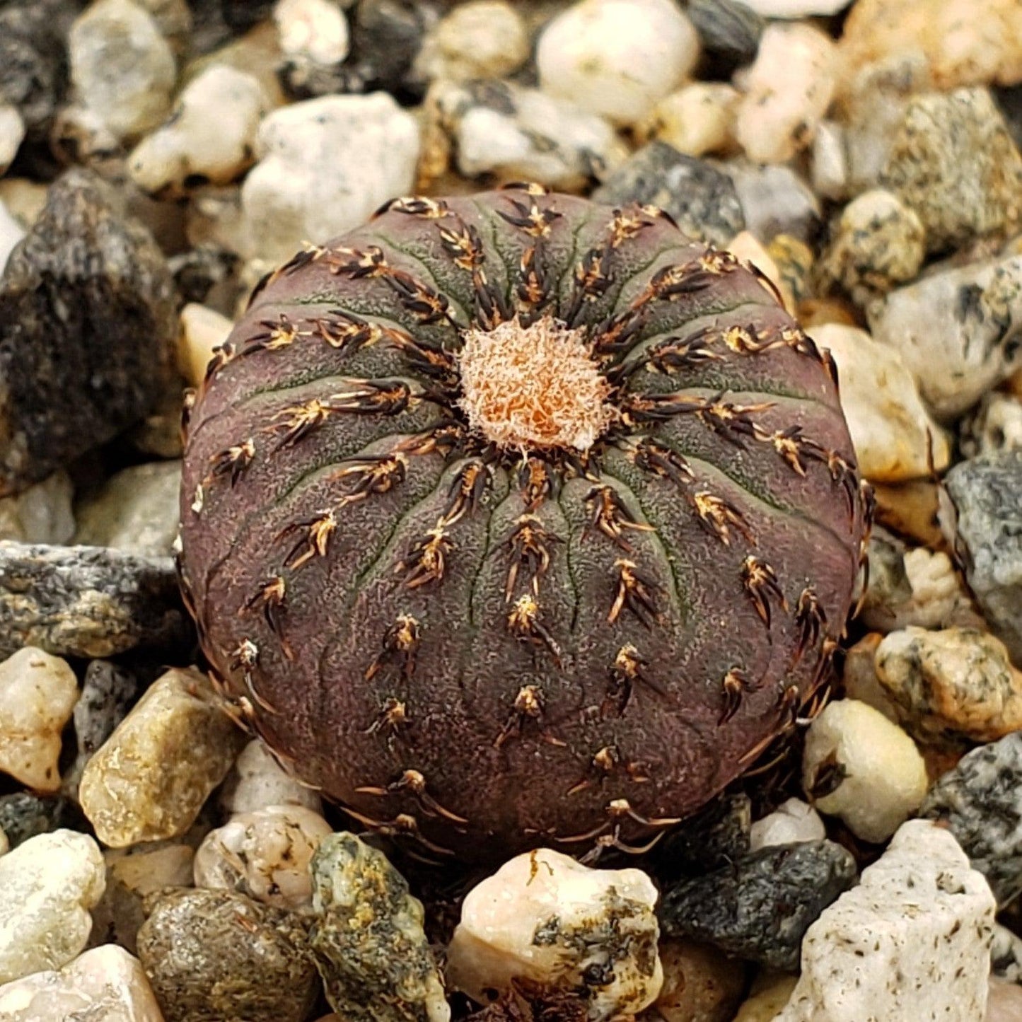 Frailea castanea