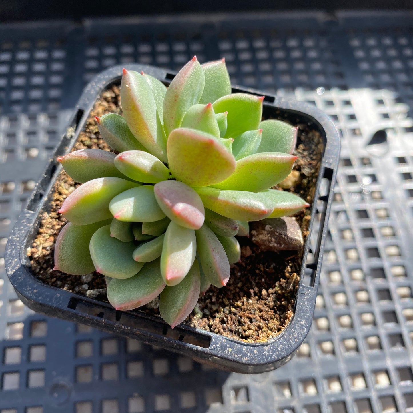 Echeveria red apple