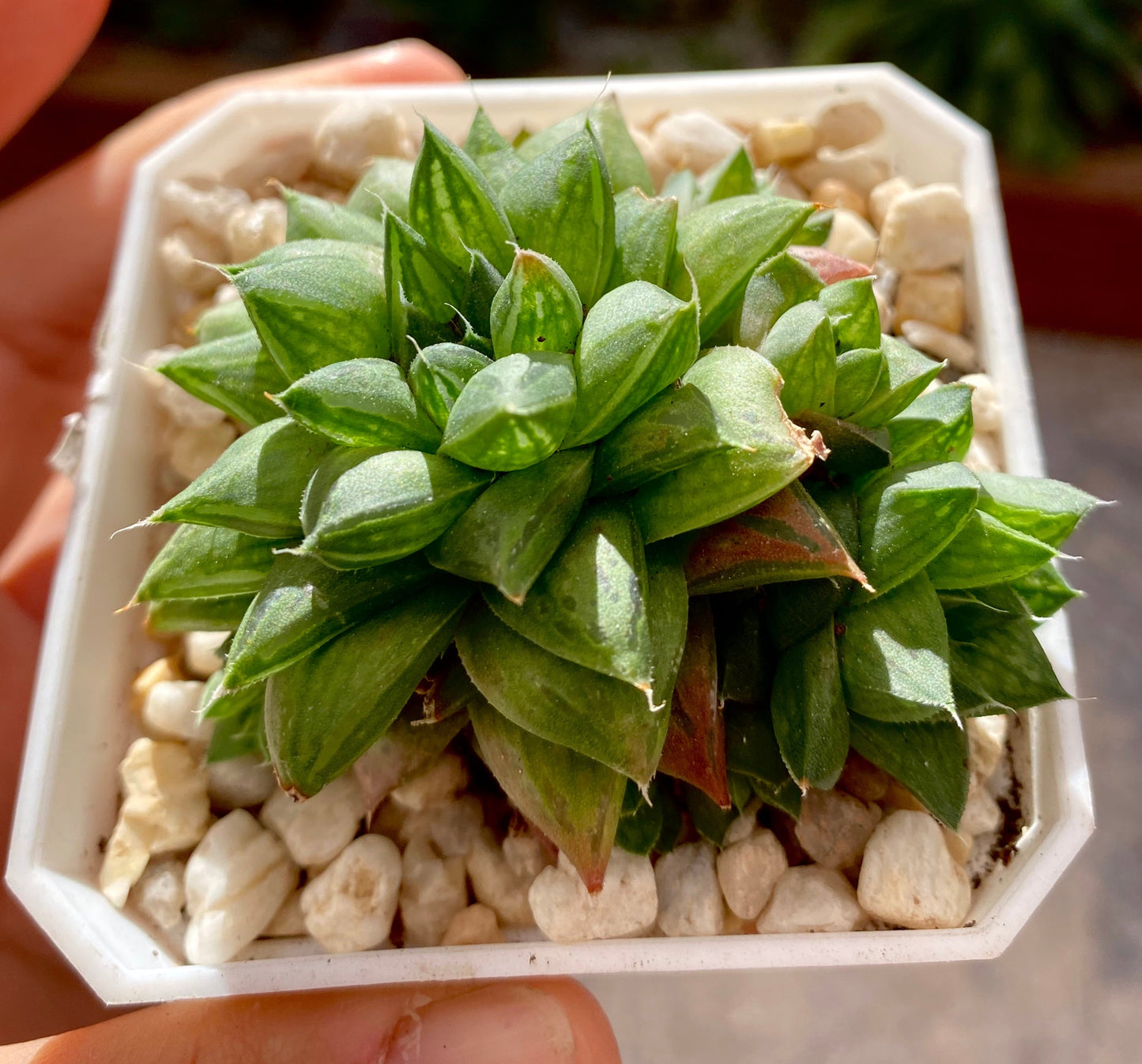 haworthia cymbiformis red river