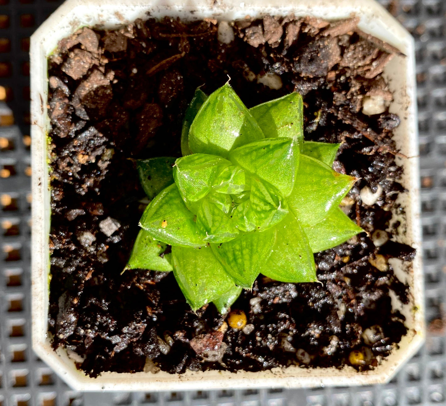haworthia cymbiformis red river