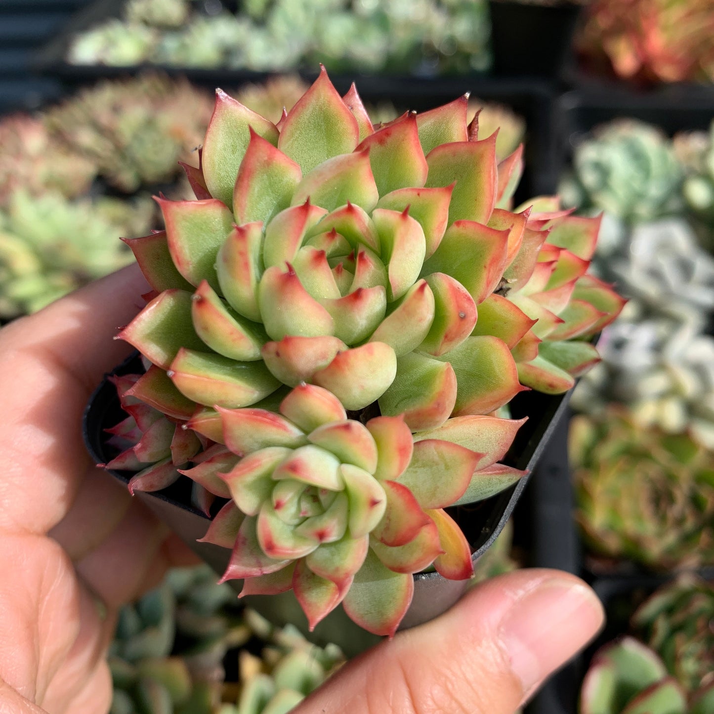 Echeveria Mebina 女雏