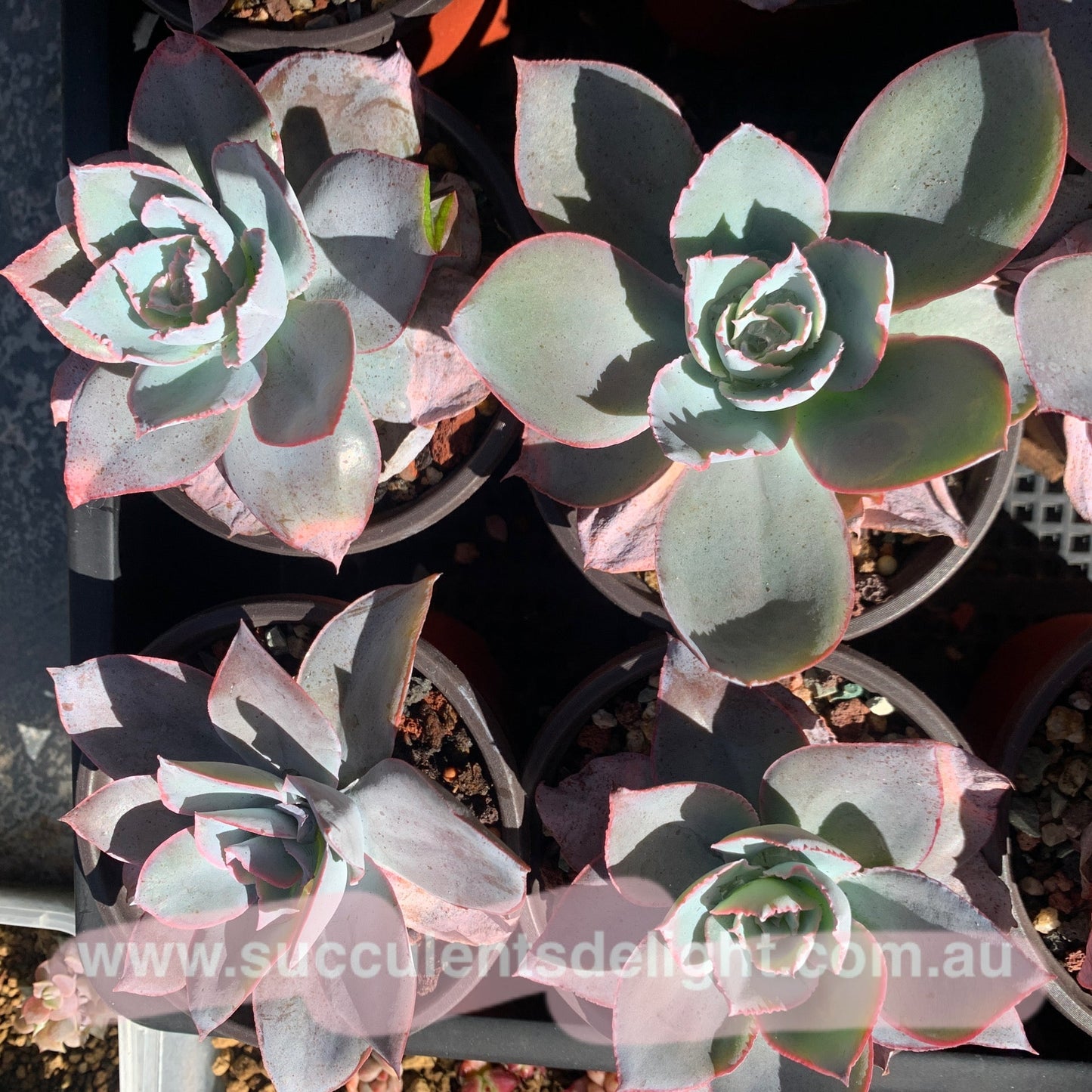 Echeveria Cante 广寒宫
