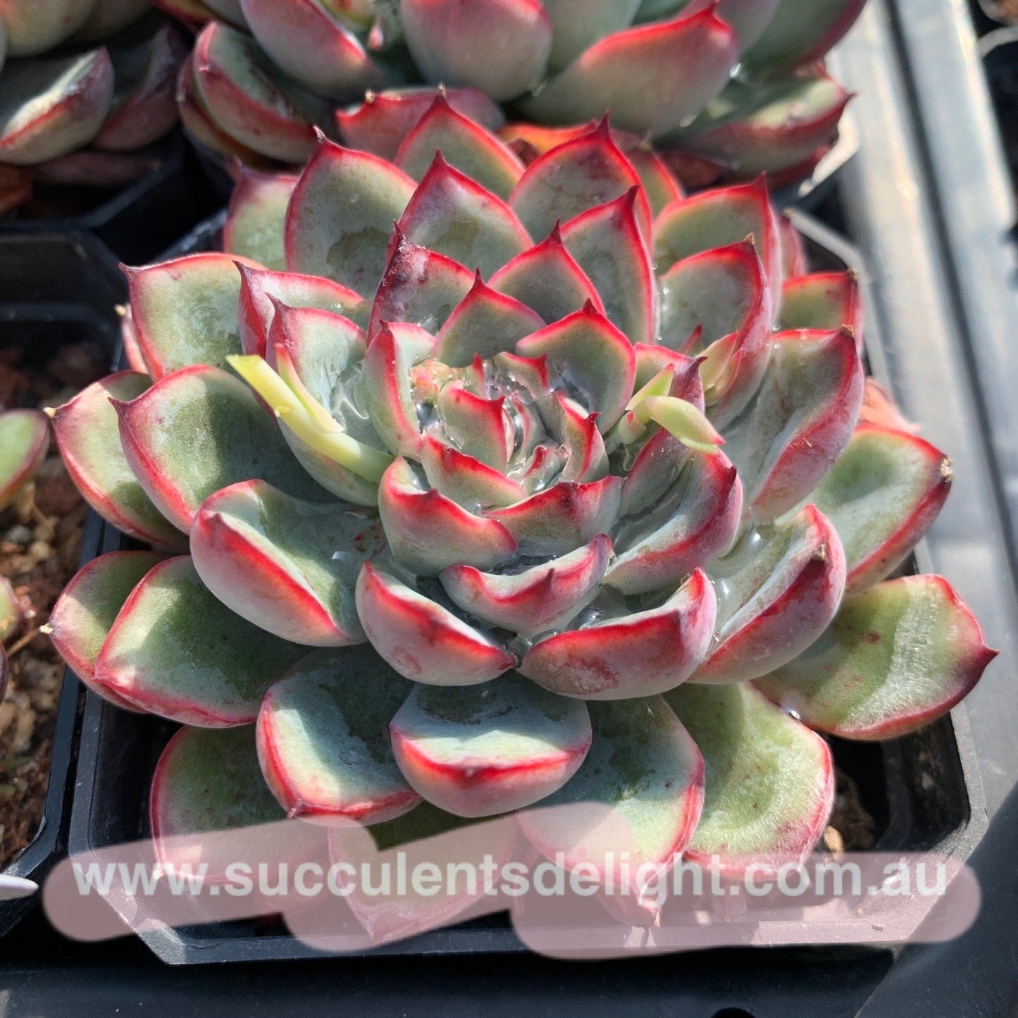 Echeveria Cherry 樱桃