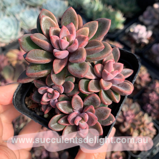 Echeveria cv. Rezry cluster 紫心群