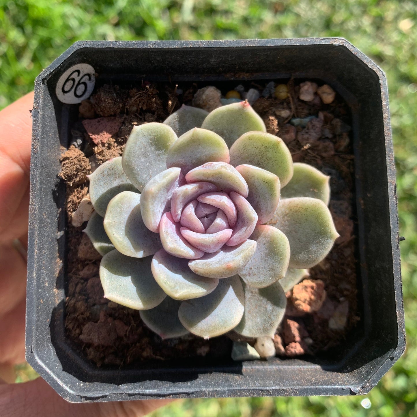 Echeveria Tynie Burger 泰尼汉堡