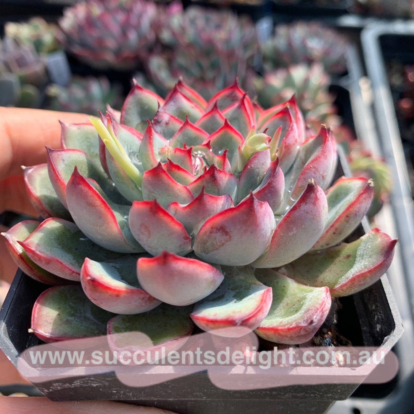 Echeveria Cherry 樱桃